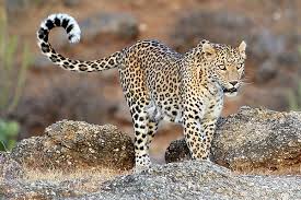 Leopard - तुगलकाबाद में  तेंदुए की मौजूदगी का  अलर्ट जारी