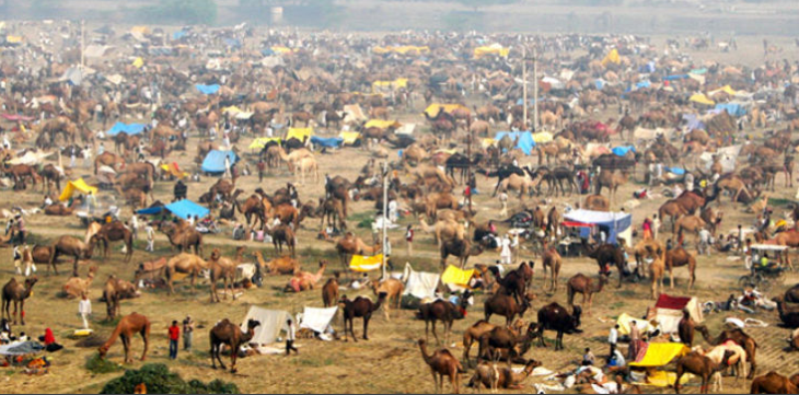 Bateshwar cattle 730x361 - बटेश्वर मेला जहाँ बिकते हैं ऊंट घोड़े बैल हाथी और  बकरी