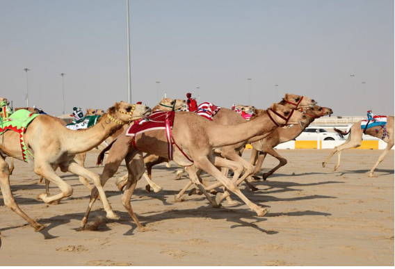 Camel Race - महत्वपूर्ण पर्यटक आकर्षण बन चुकी है ऊंट दौड़ दुबई में