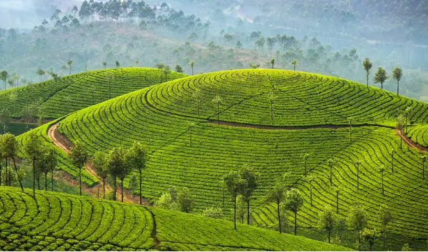 Munnar - केरल में मुन्नार, अगस्त में घूमने के लिए भारत का स्वर्ग