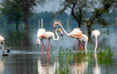 Bharatpur Birds 410x260 - भरतपुर बर्ड सेंचुरी 1850 के दशक में कृत्रिम रूप से बनाई गई थी