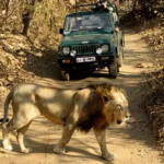 Giri Lion 150x150 - गुजरात का गिर वन अंतिम साम्राज्य रह गया है एशियाई शेरों का