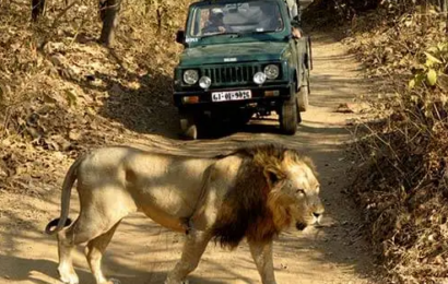 Giri Lion 410x260 - गुजरात का गिर वन अंतिम साम्राज्य रह गया है एशियाई शेरों का