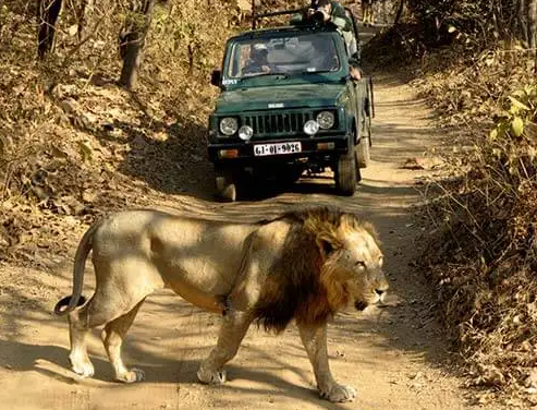 Giri Lion - गुजरात का गिर वन अंतिम साम्राज्य रह गया है एशियाई शेरों का